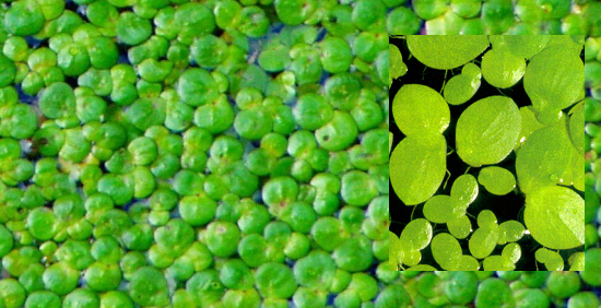 20100302duckweed.jpg