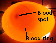 Chicken Egg Candling Chart