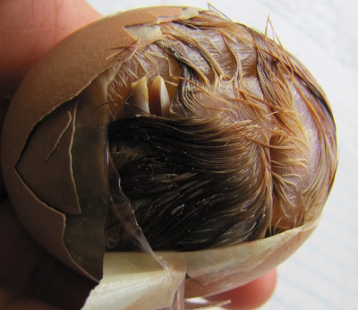 Chick dead in shell
