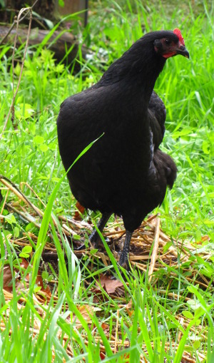 Black Australorp pullet