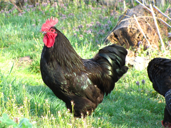 Organic hens roaming in an outdoor pasture