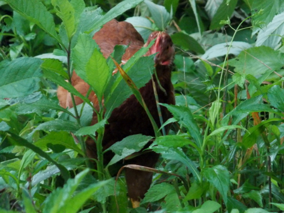 Chickens in the weeds