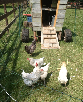 Portable chicken coop