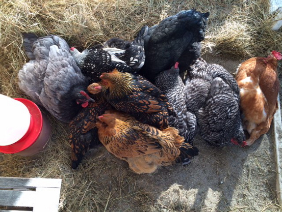 Group Dust Baths Avian Aqua Miser