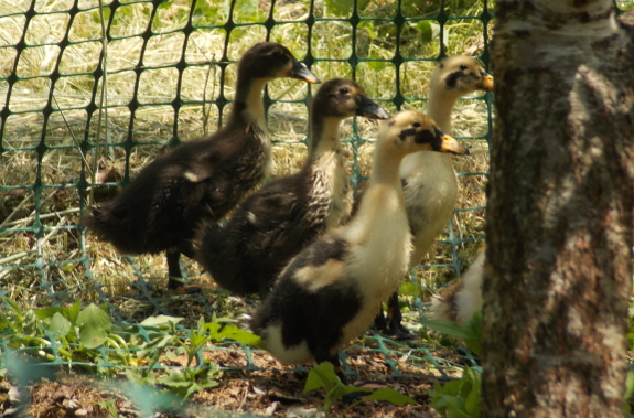 5 week ducklings