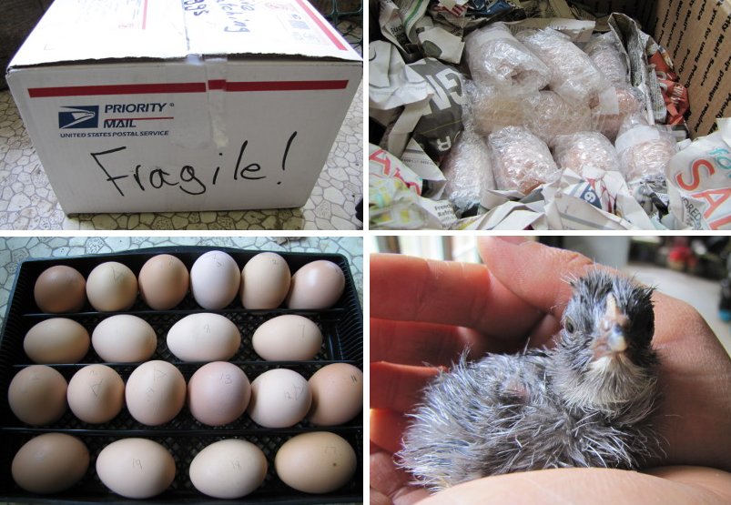 Buying fertilized eggs Avian Aqua Miser