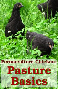 Pasture Basics