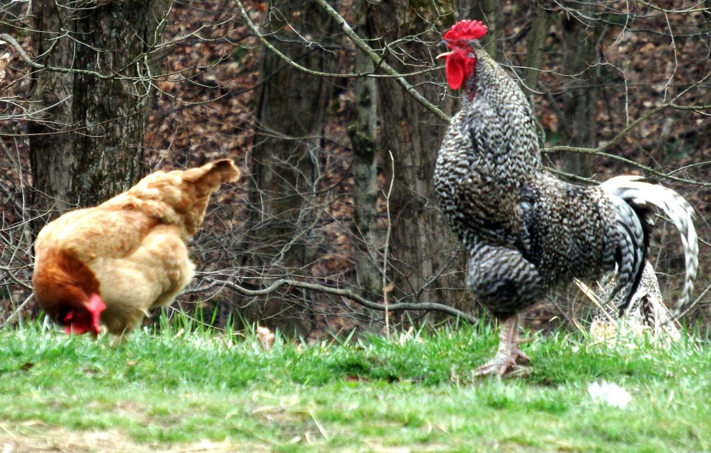 Why do roosters crow? Avian Aqua Miser