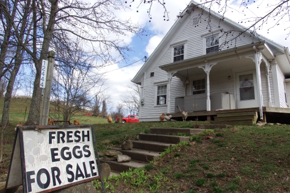 Eggs for sale