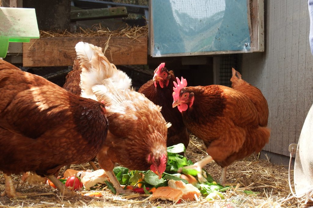 what-kinds-of-table-scraps-are-safe-for-chickens-avian-aqua-miser