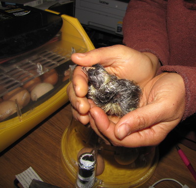 Newly hatched chick