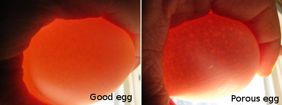 Porous eggs