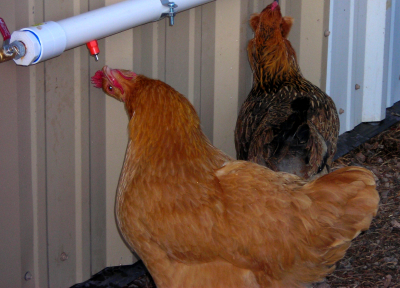 Homemade Chicken Waterer Photos Avian Aqua Miser