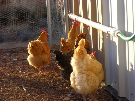 Homemade Chicken Waterer Photos Avian Aqua Miser