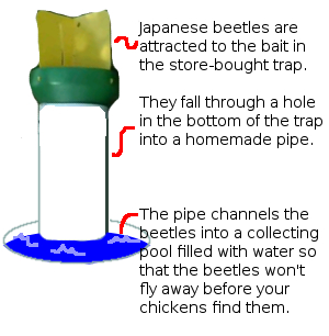 homemade japanese beetle traps
