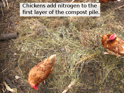 Chicken-assisted composting | Avian Aqua Miser
