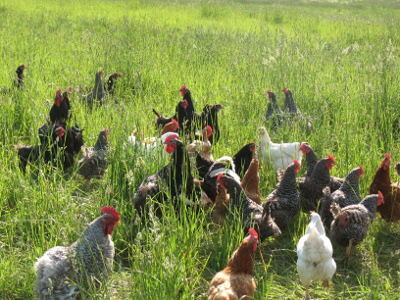 Rotational grazing for chickens | Avian Aqua Miser