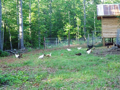 How Much Space Do Chickens Need On Pasture Avian Aqua Miser