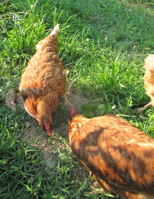 Grit for chickens | Avian Aqua Miser