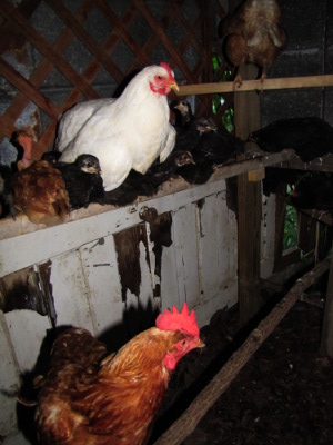 jersey giant rooster size