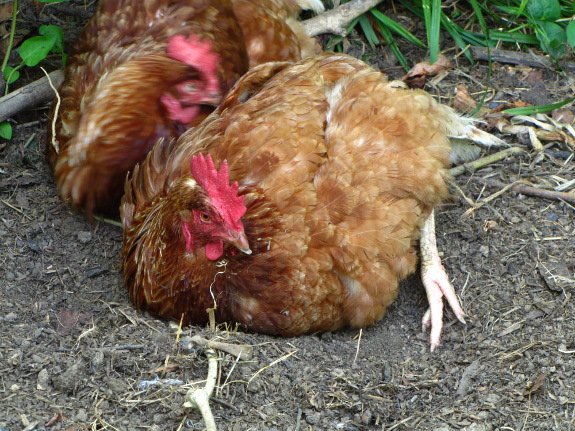 Dust bathing chickens | Avian Aqua Miser