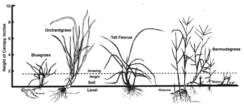 Pasture rotation | Avian Aqua Miser