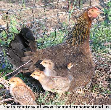 What You Should Know About Mother Hens