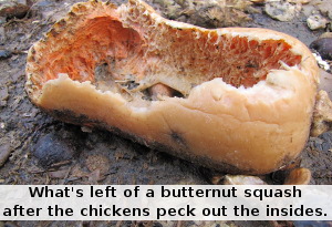 Chicken pecked squash