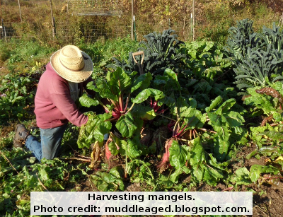 Harvesting mangels