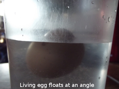 Float Test Of Egg Viability Avian Aqua Miser
