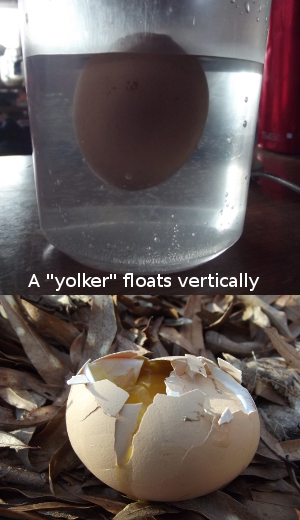 Float Test Of Egg Viability Avian Aqua Miser