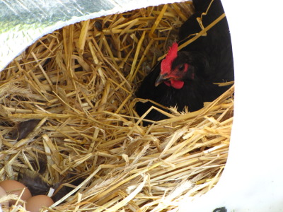 Signs of broodiness in a hen | Avian Aqua Miser