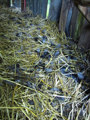 Raccoon In The Chicken House Avian Aqua Miser