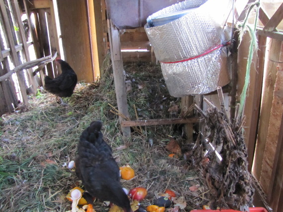 Preparing chickens for the winter | Avian Aqua Miser