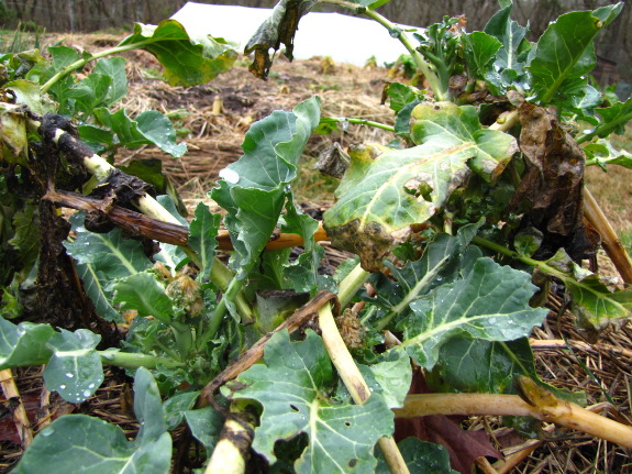Broccoli as winter greens for chickens | Avian Aqua Miser