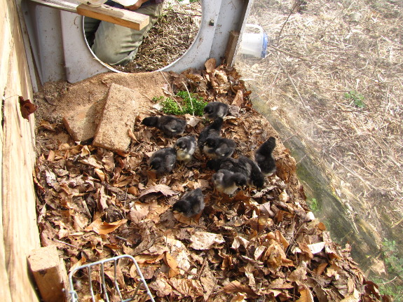 Sexing chicks and outgrown brooder | Avian Aqua Miser
