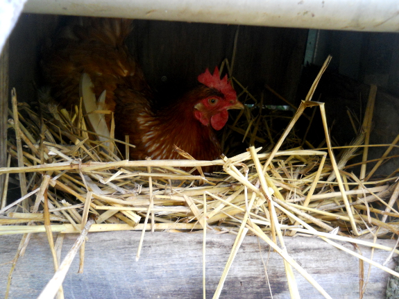 Adding A Nest Box To A Chicken Coop Avian Aqua Miser