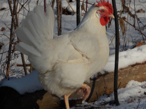 More trouble with white hens | Avian Aqua Miser