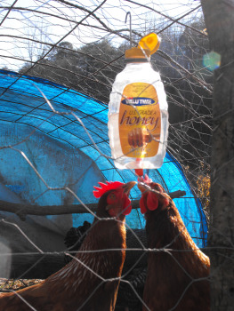 1 Pack Diy Kit To Make A Homemade Chicken Waterer Avian Aqua Miser