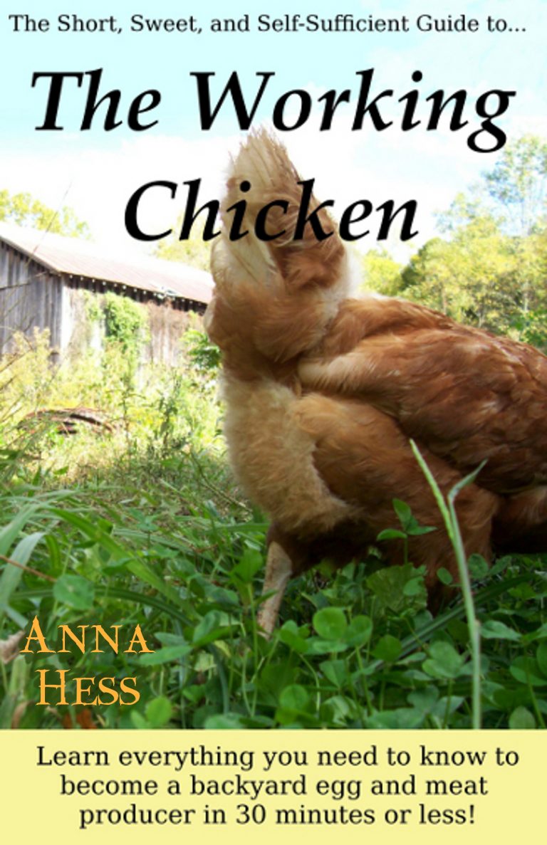 ready maker space chicken export ready maker space chicken export