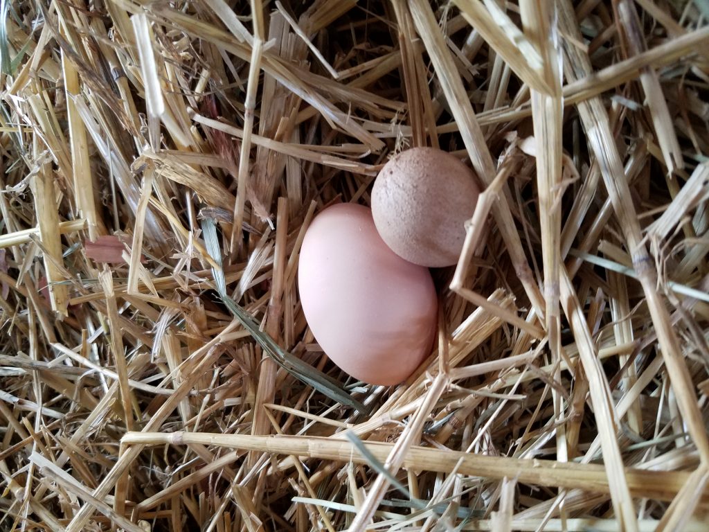 Fairy Eggs Avian Aqua Miser