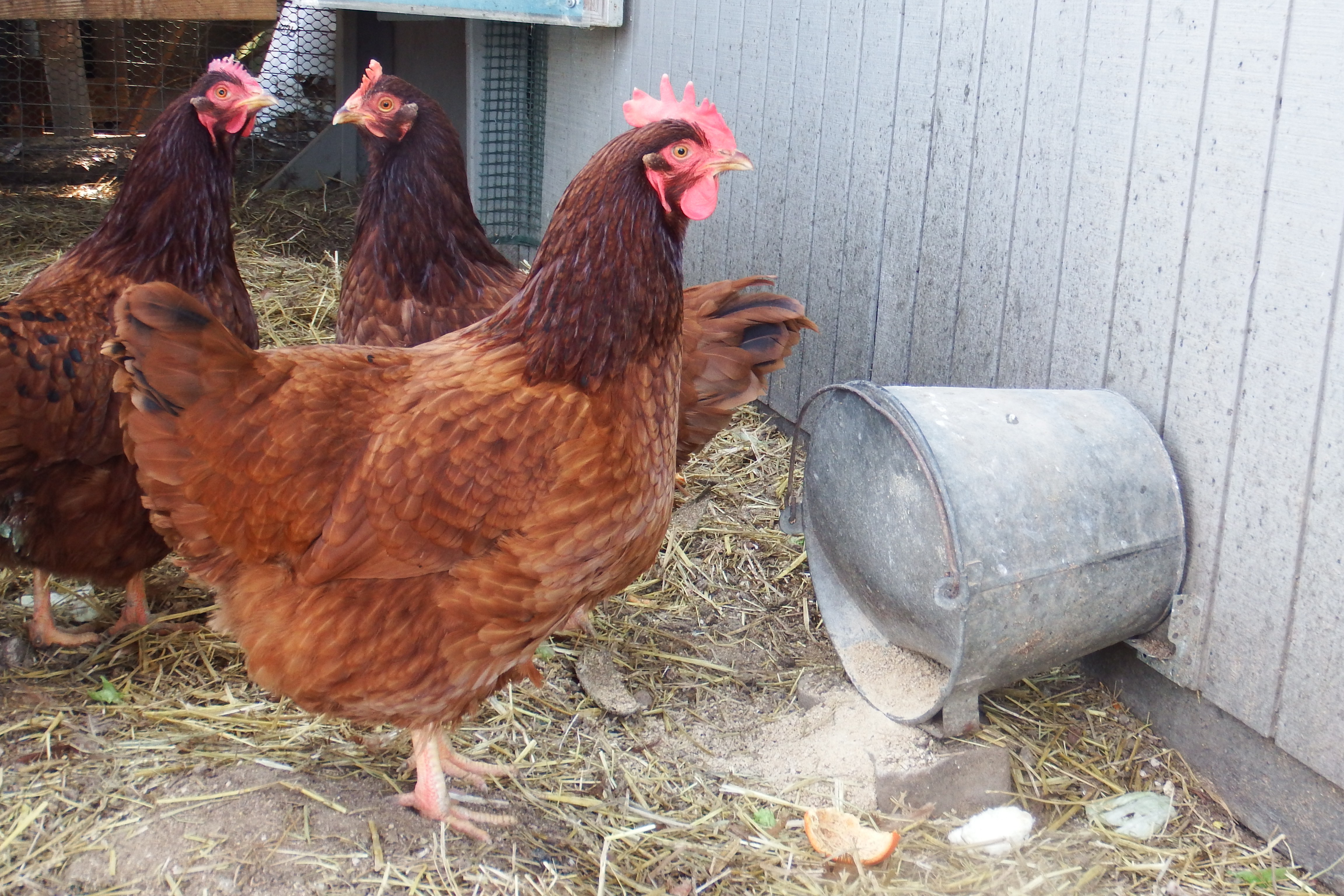Turning A Bucket Chicken Waterer Into A Feeder Avian Aqua Miser